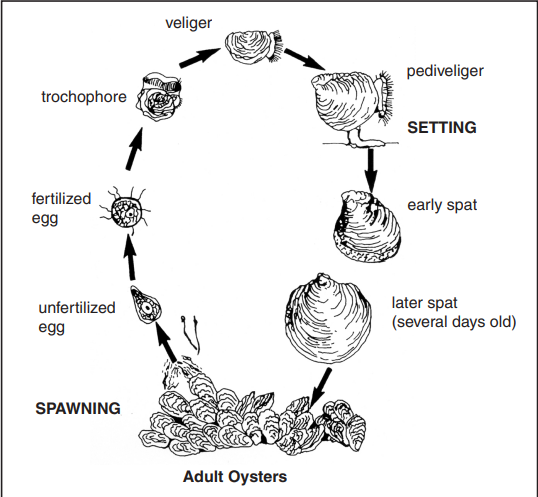 Life cycle of the eastern oyster, Crassostrea virginica.